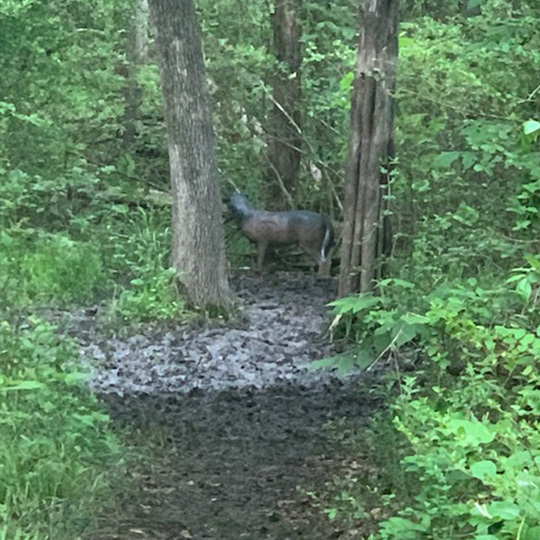 A 3D target is positioned among trees in the woods