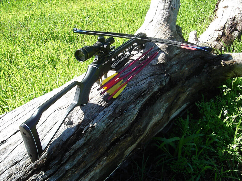 crossbow layed in tree trunk