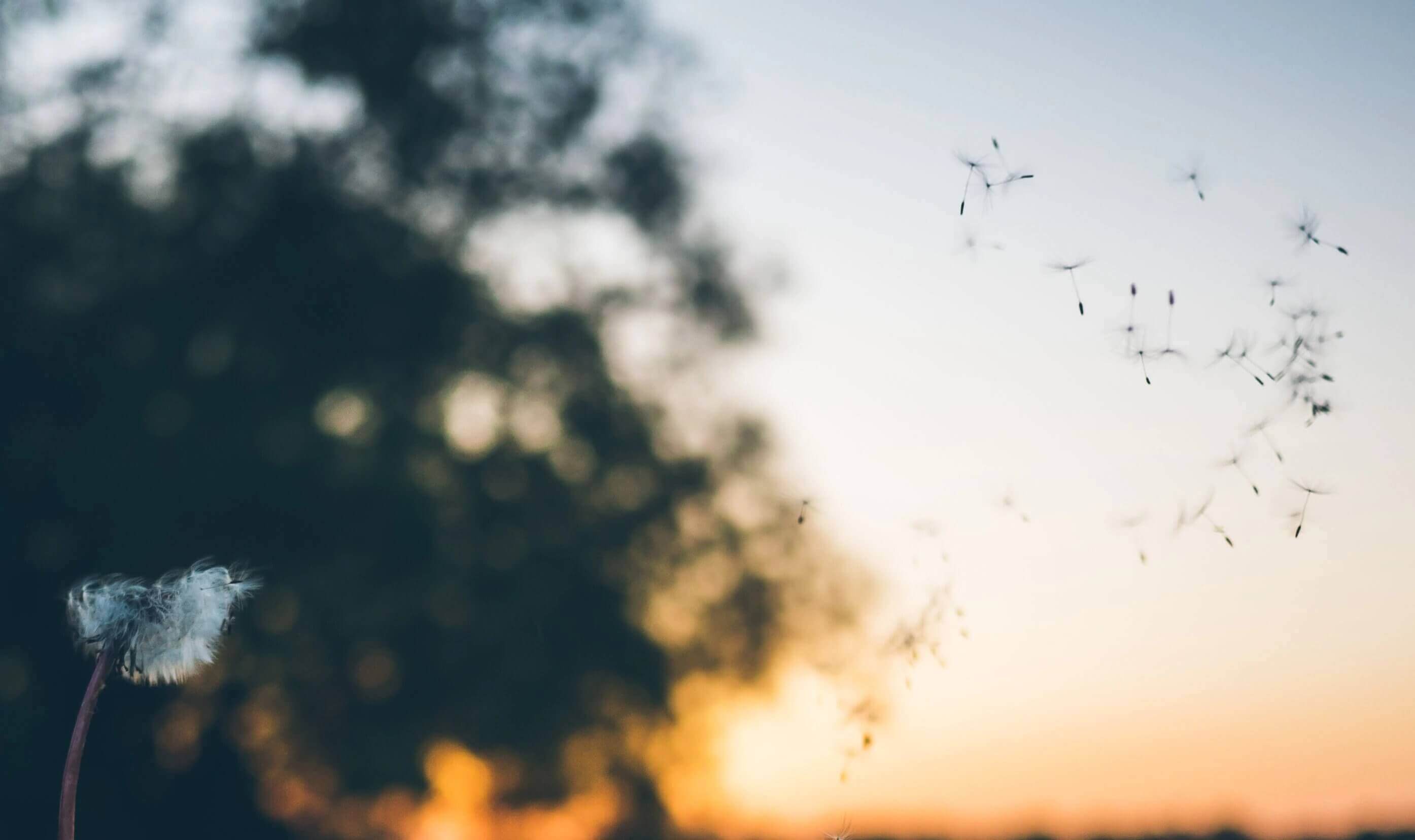 A dandelion blowing in the wind