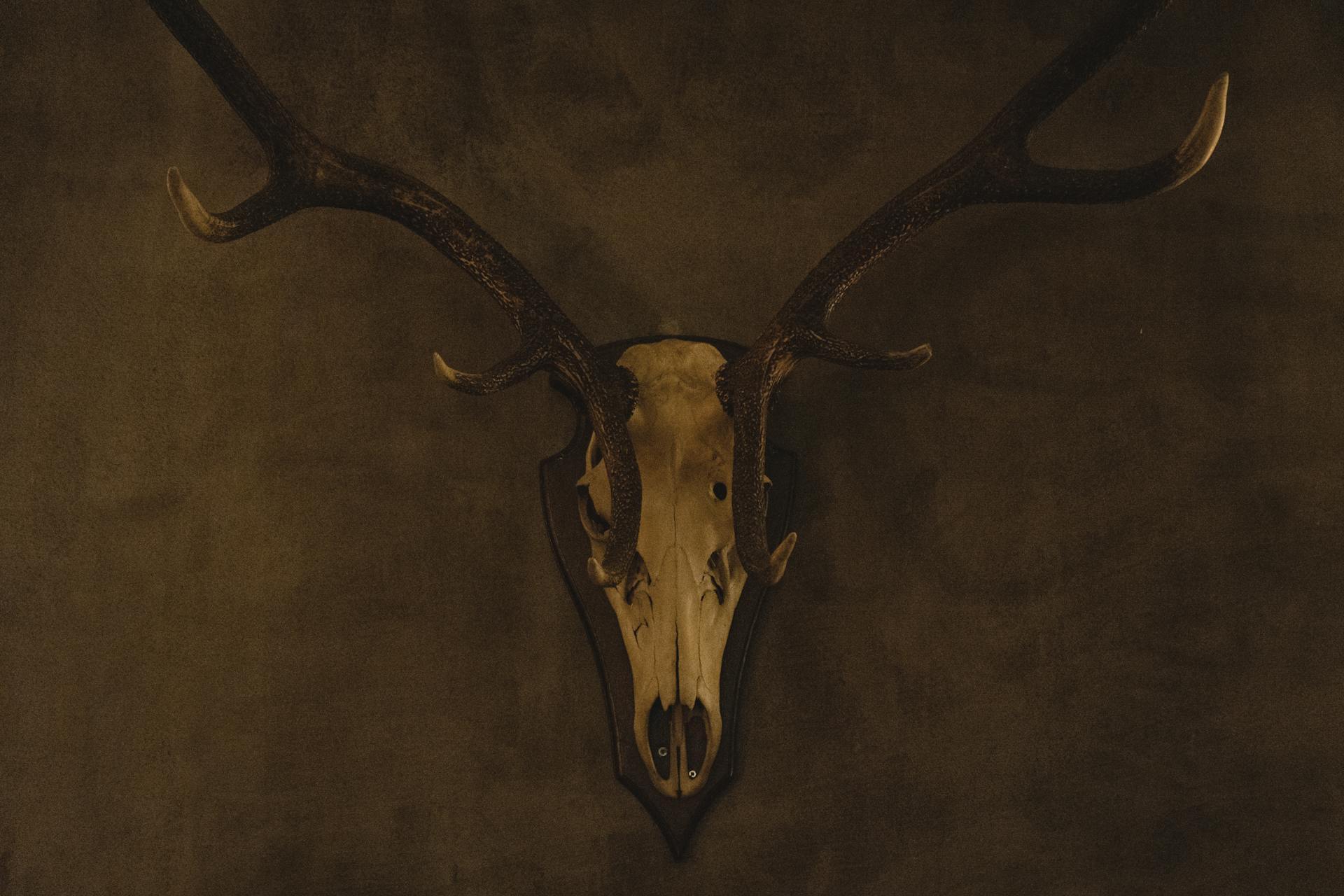 A European deer skull mount with antlers