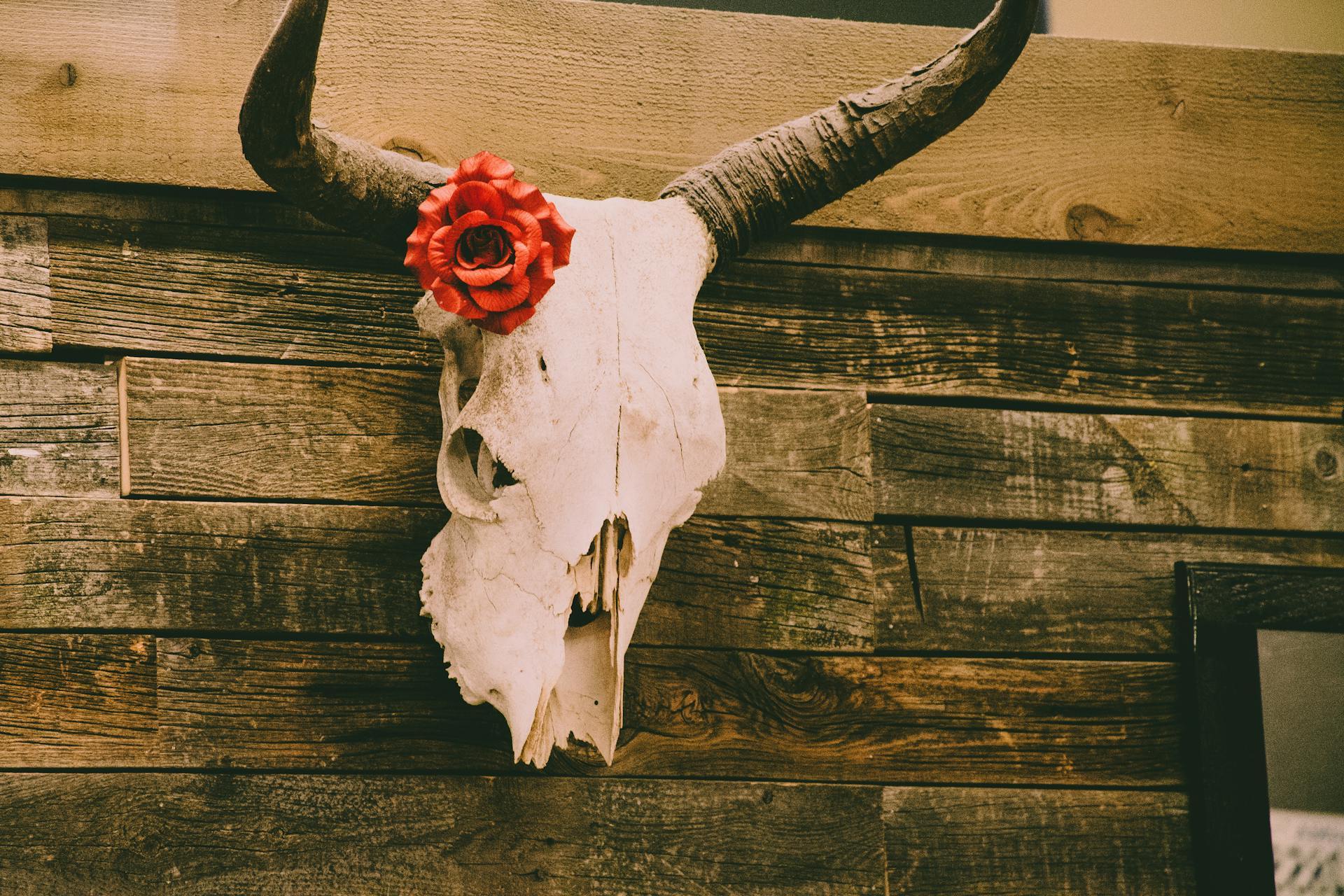 A European skull mount decorated with an artificial flower