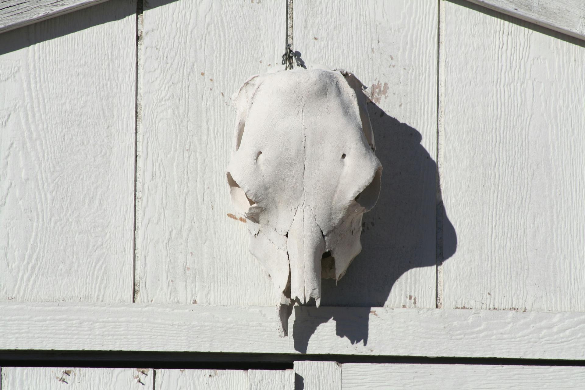 A whitened European skull mount