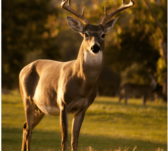 A mule deer in a field under a golden, setting sun