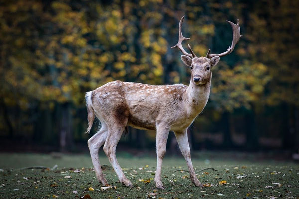 roe deer in the woods