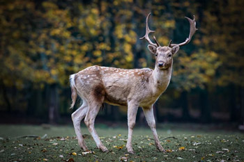 side view of a deer standing in a field